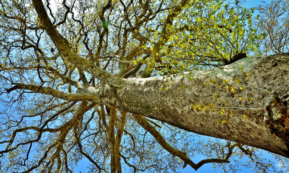 Forest park green