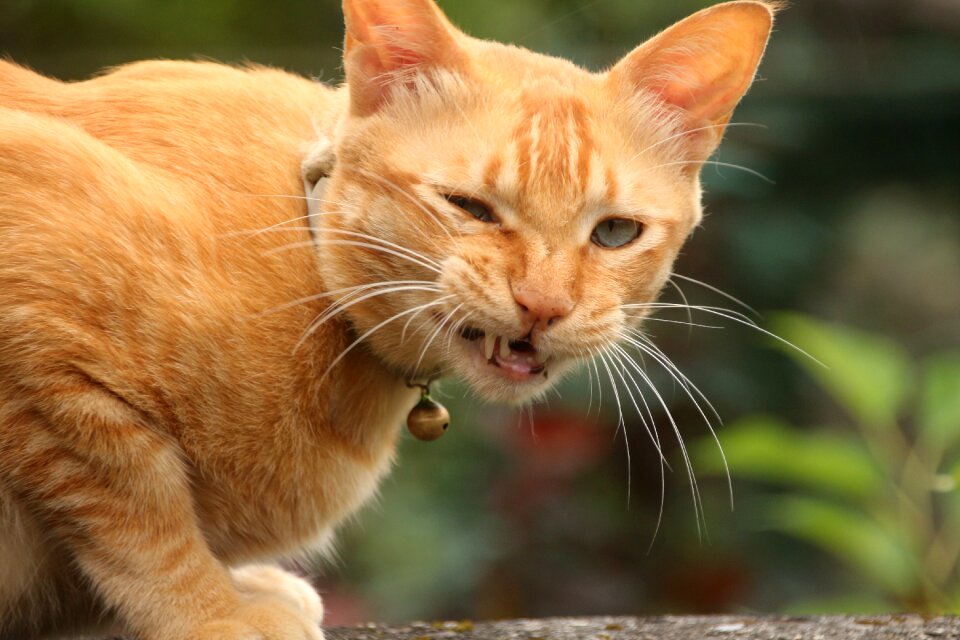 Nature portrait pet