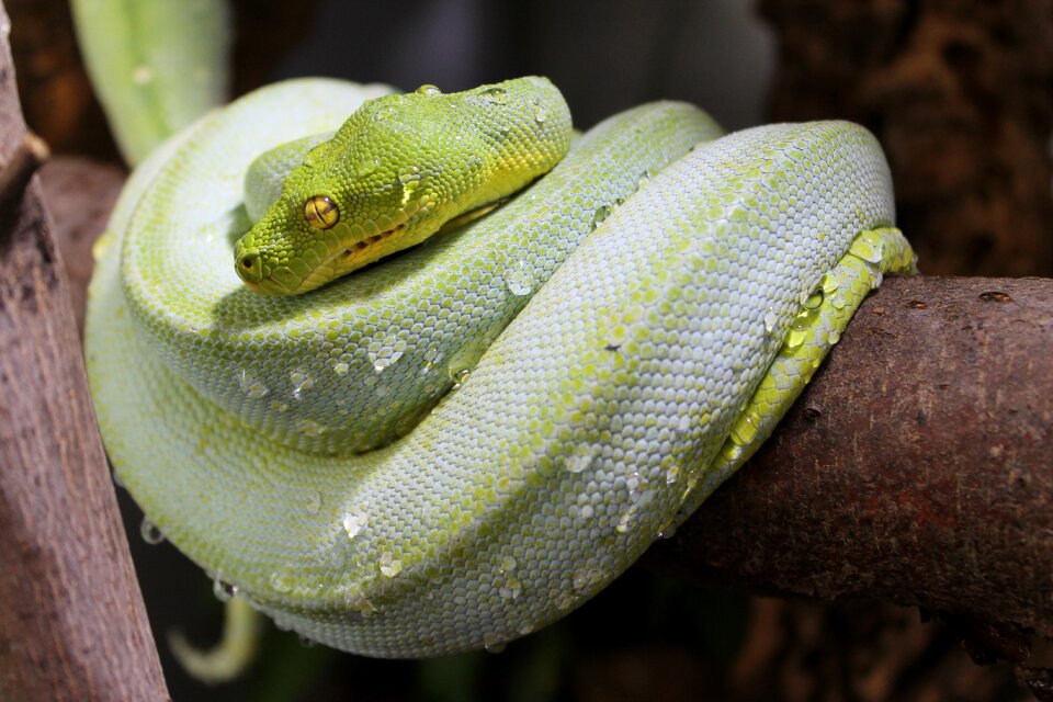 Animal nature green