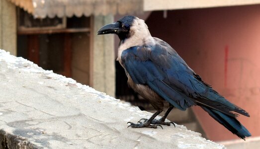 Corvus roof top bird photo