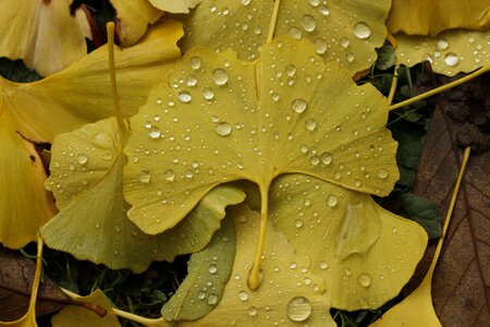 Fall desktop yellow