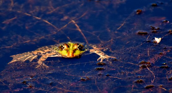Water frog frog pond high photo