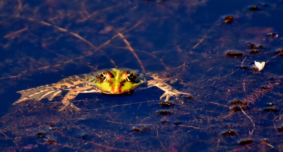 Water frog frog pond high
