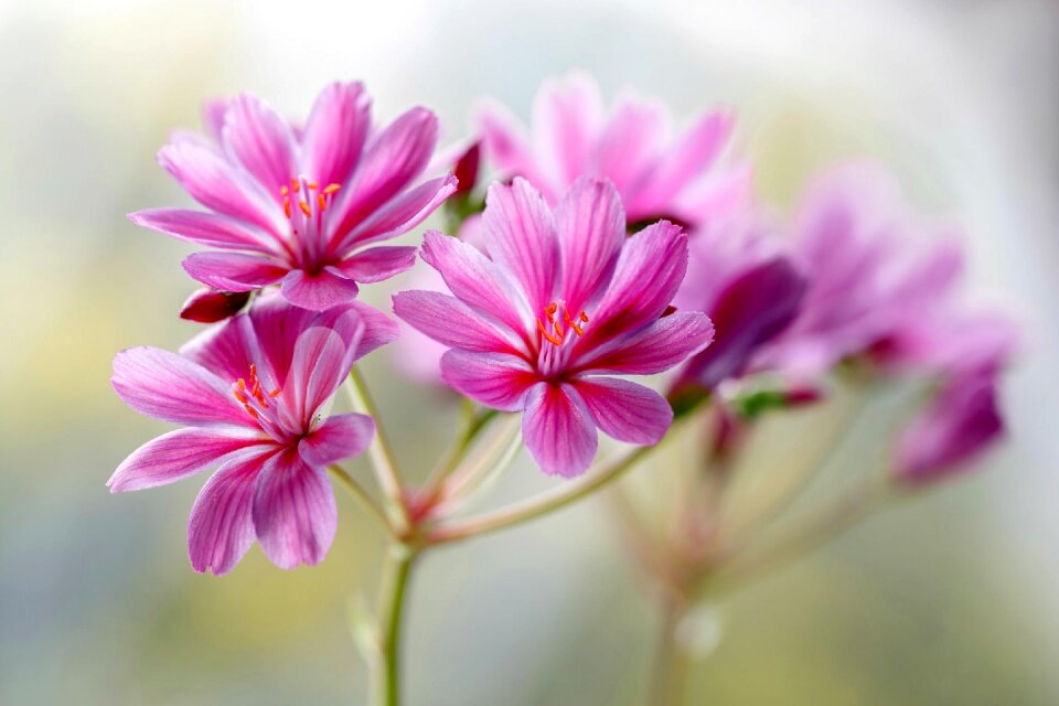 Flowers violet floret