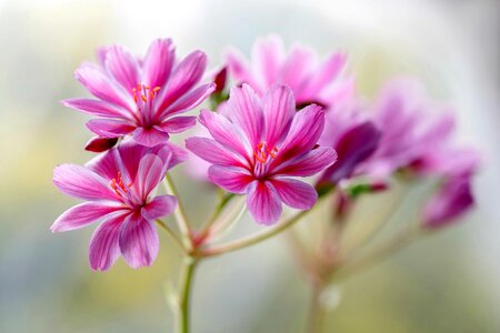 Flowers violet floret
