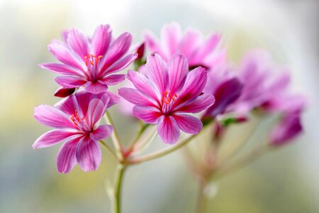 Flowers violet floret photo