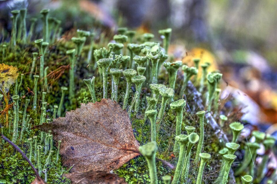 Macro nature closeup