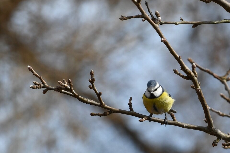 Outdoor animal life songbird