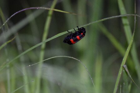 Wildlife animal grass