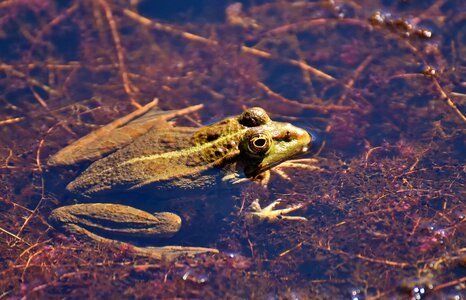 Water frog frog pond high photo