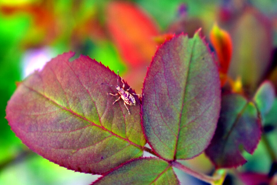 Leaf eater rose leaf camouflage photo