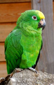 Colorful small parrot yellow photo