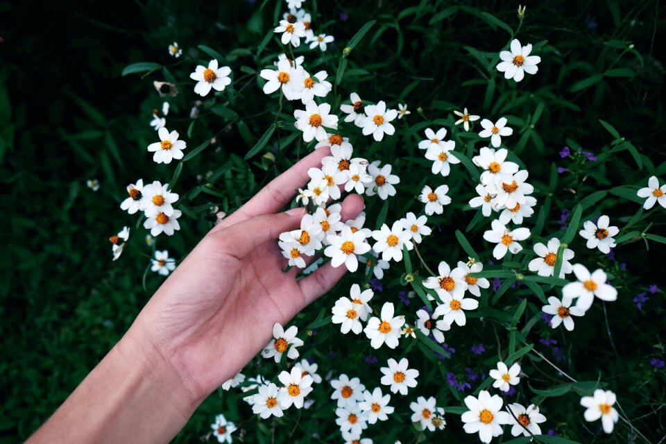 Branches stems stalk