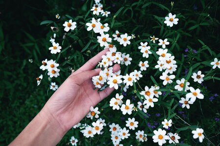 Branches stems stalk photo