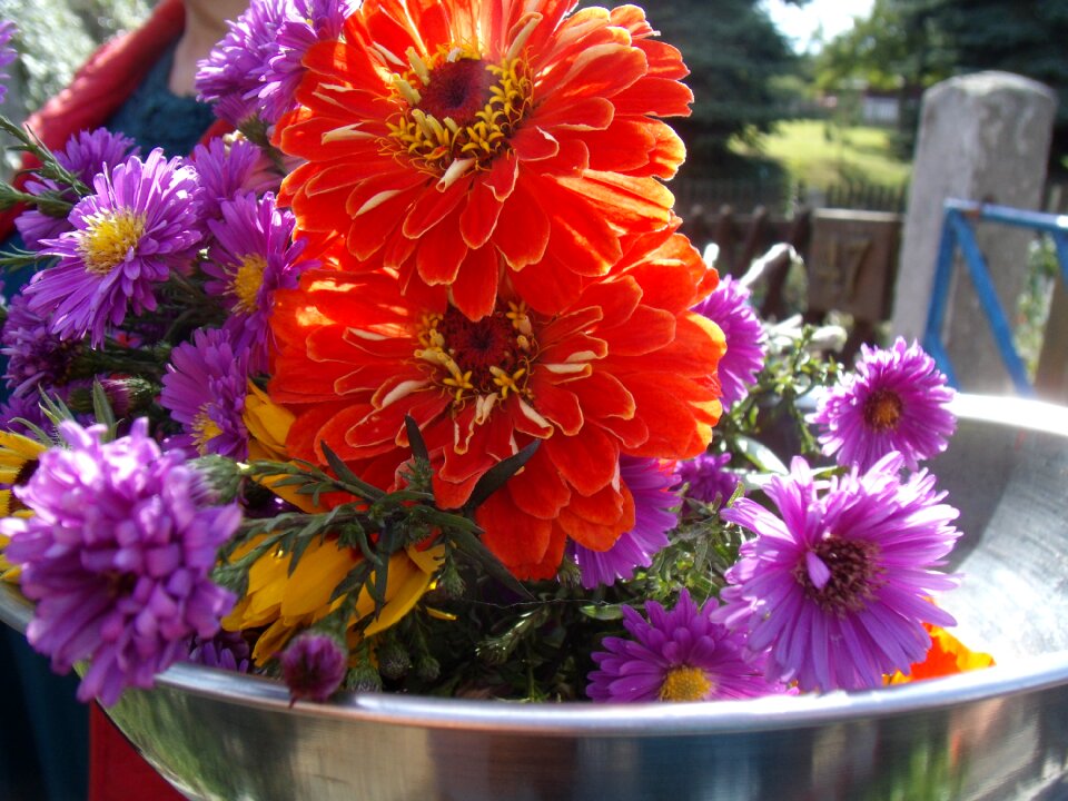 Herbstaster zinnia orange