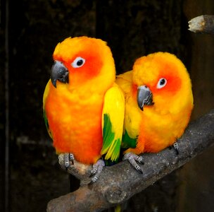 Colorful animal feathers photo