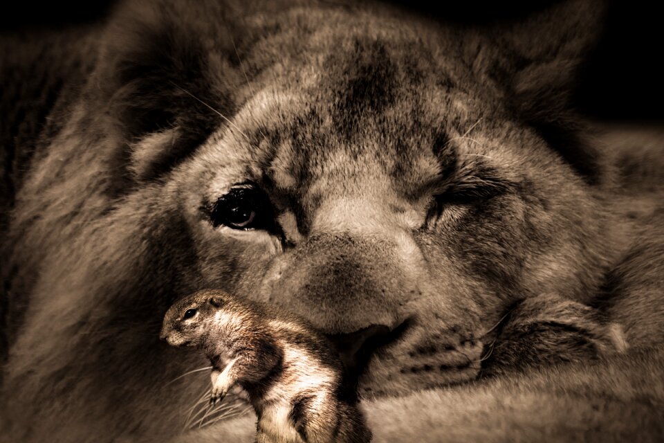 Hunting animals purry