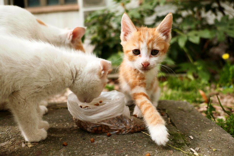 Pet cat kitten photo