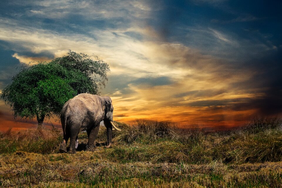 Animal one nature
