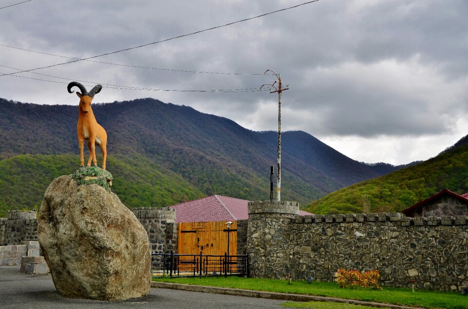 Buck livestock animal