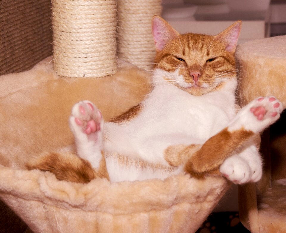 Paws supine position move