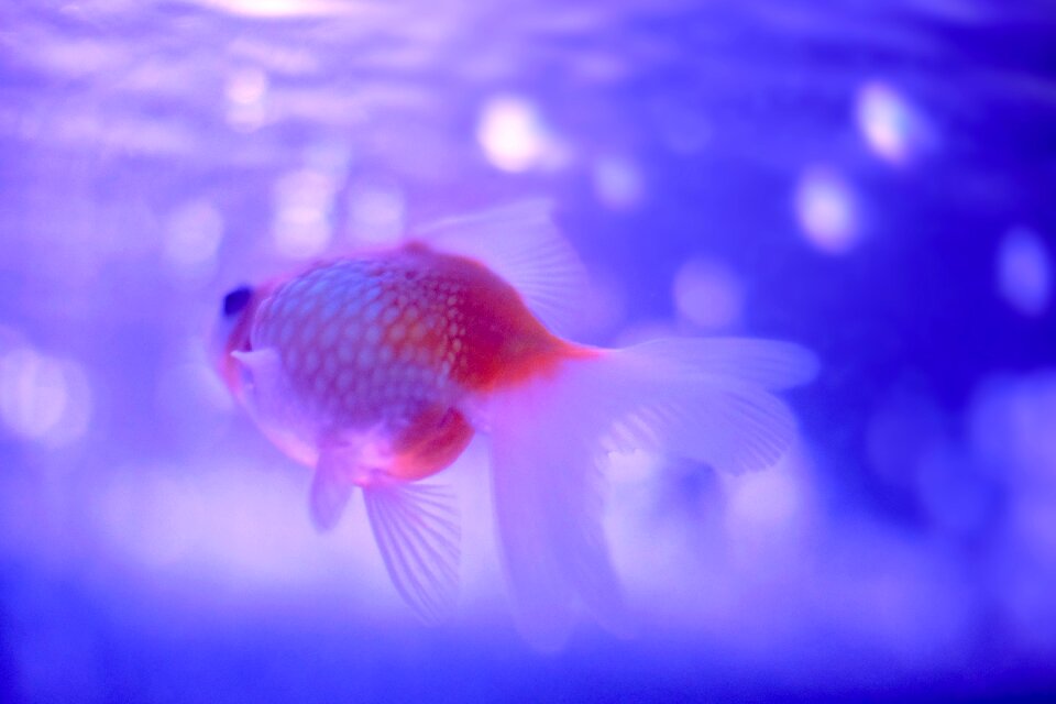 Life goldfish underwater