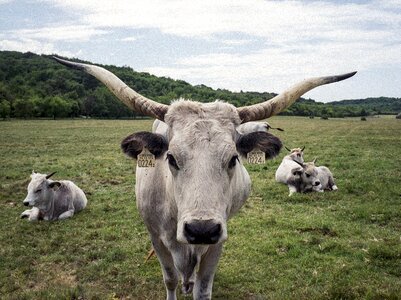 Grey cow hungarian
