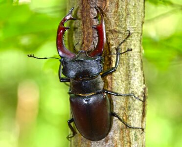 Nature invertebrate wildlife