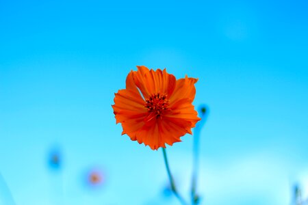 Nature bright starburst