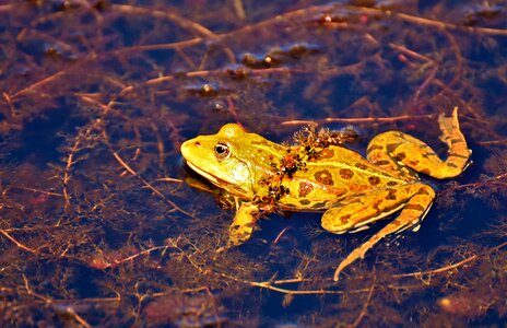 Water frog frog pond high photo