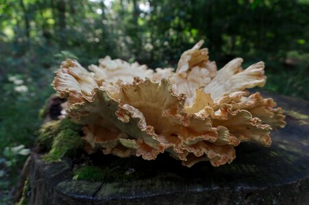 Mushroom tree fungus plant