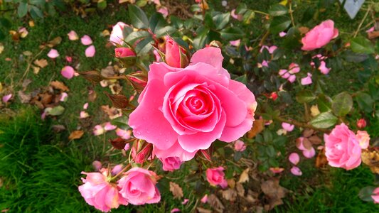 Sheet flowering roses