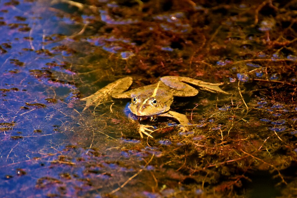 Water frog frog pond high