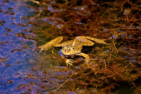 Water frog frog pond high