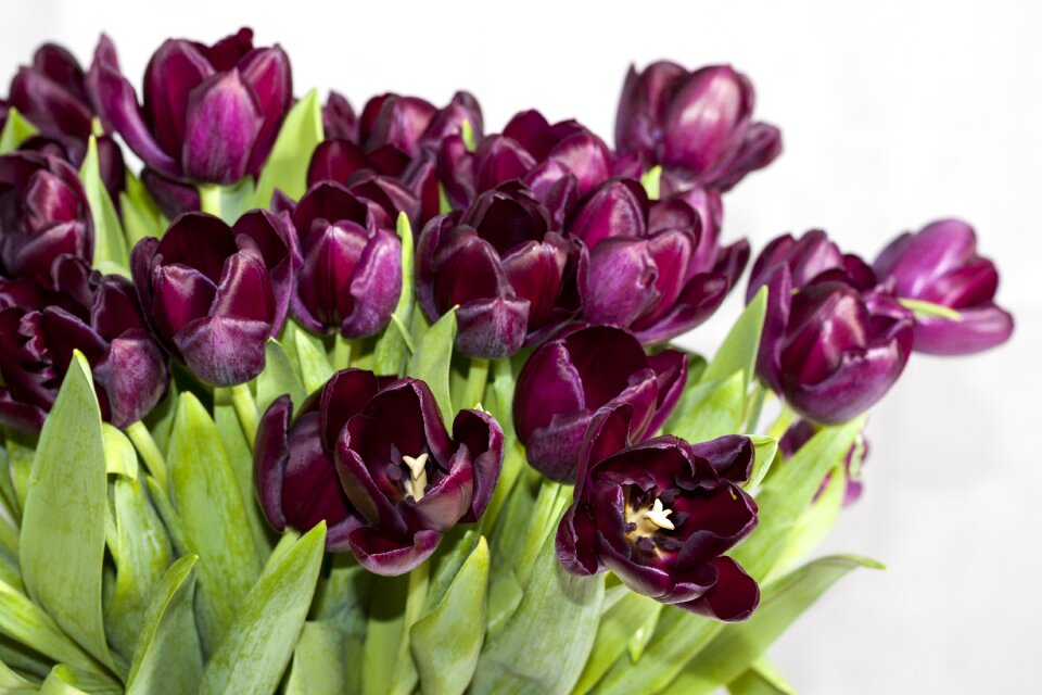 Plant spring bouquet