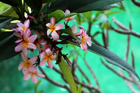 Nature garden plans