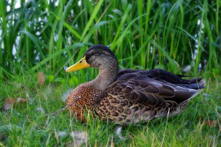 Pond lake birds photo