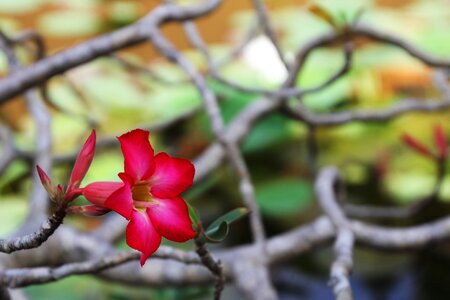 Nature garden plans