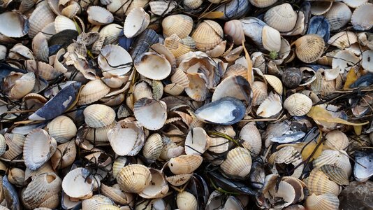 Nature mussels mussel shells
