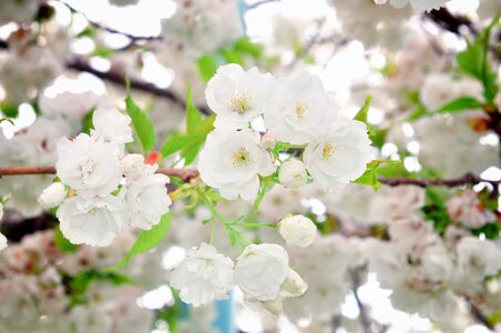 Branch season floral photo