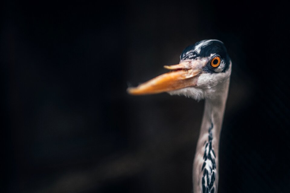 Beak feather animal photo