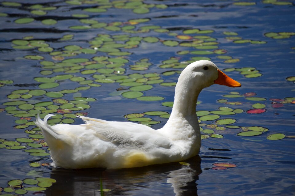 Bird duck reflection