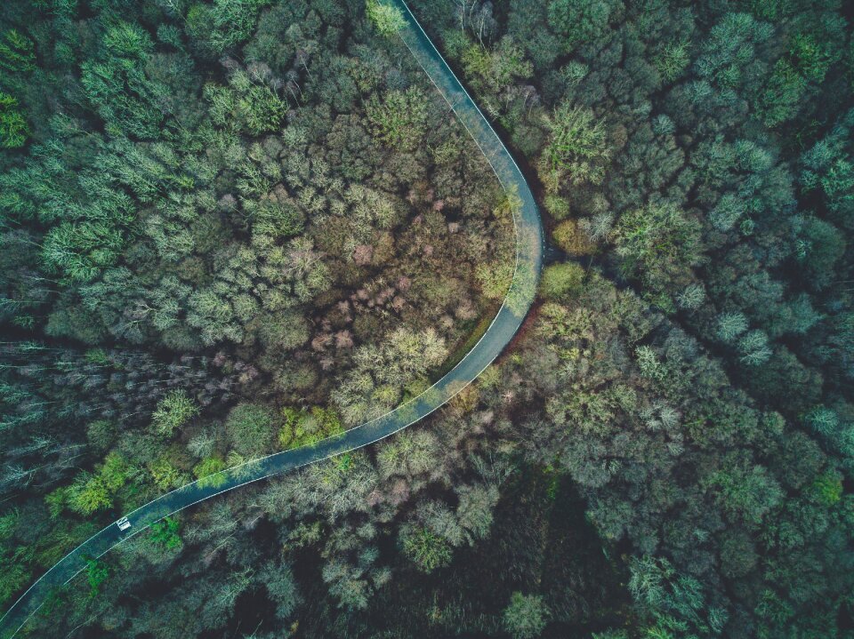 Trees green travel