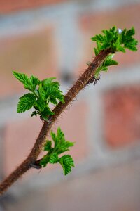 Sheet nature Free photos
