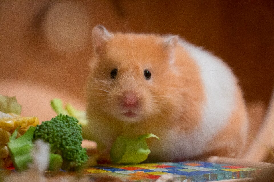 Goldhamster medium-hamster pet