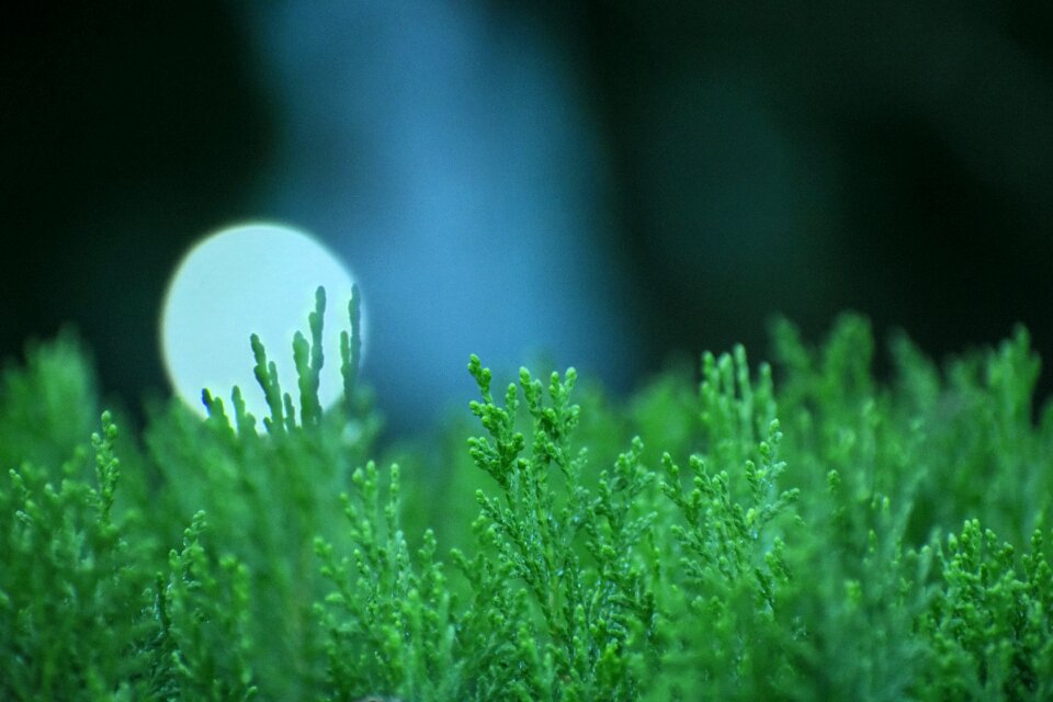 Growth grass flora