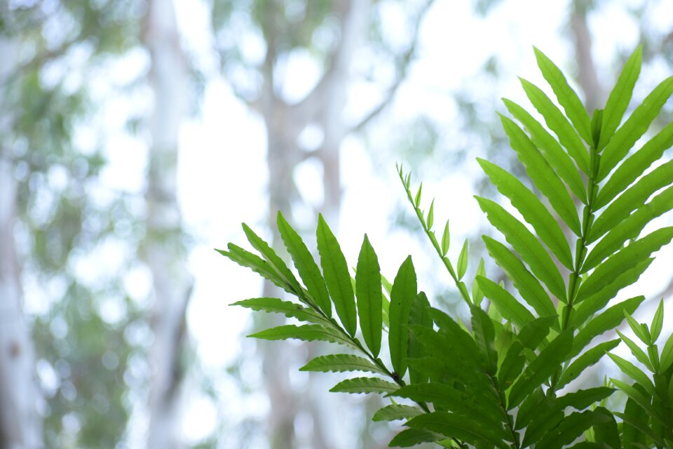 Flora growth tree