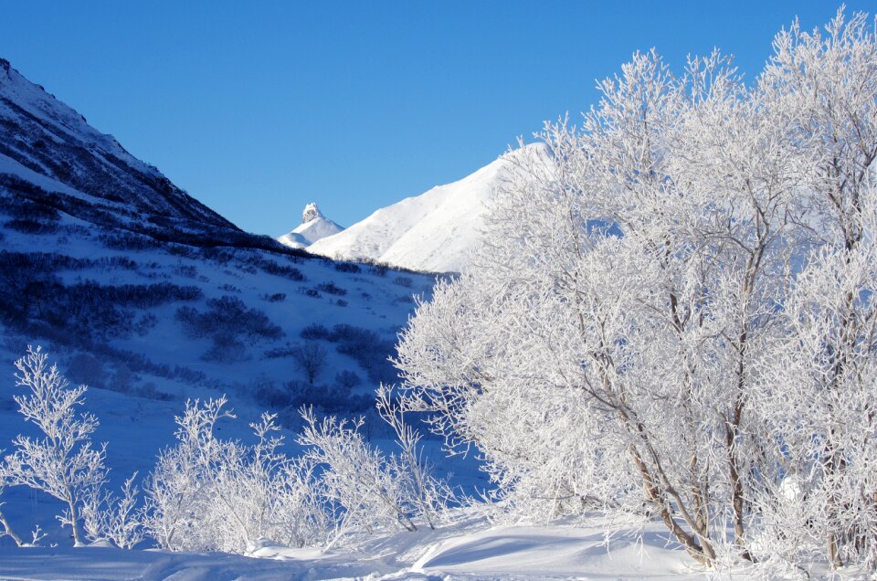 Frost leann nature