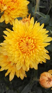 Chrysanthemum flowers nature