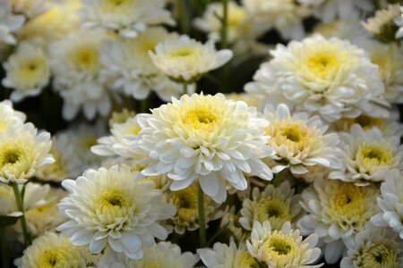 Petals massif blooming